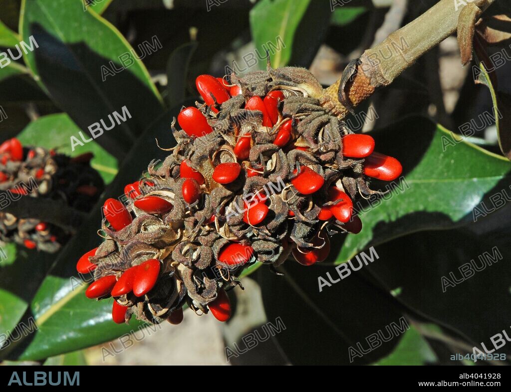 Southern magnolia (Magnolia grandiflora), Seeds, The Alamillo Park, Seville, Region of Andalusia, Spain, Europe.