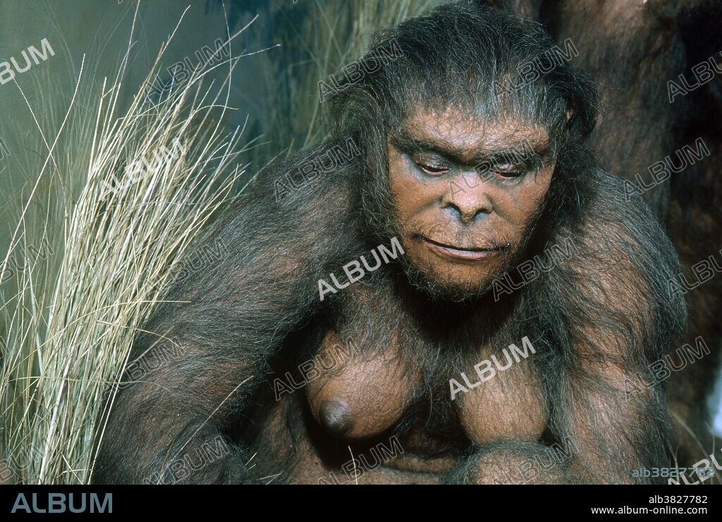 Paranthropus robustus. A model of the early hominid Paranthropus robustus. P. robustus means "robust equal of man" and the name is sometimes used interchangeably with Australopithecus robustus. P. robustus had a long, broad flattish face with facial buttressing and a powerful lower jaw. It was heavily built and its diet included vegetarian food. This species lived from 2.2 to 1 million years ago and is an extinct relative of humans. Fossil remains of the species were discovered in Swartkrans, a cave in South Africa.
