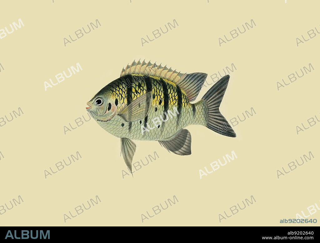 Illustration of Chaetodon tyrwhitti also known as the Indo-Pacific sergeant (Abudefduf vaigiensis). From the book : "A selection from the most remarkable and interesting of the fishes found on the coast of Ceylon: from drawings made in the southern part of that island, from the living specimens" Book by Bennett, John Whitchurch. Publishers: London : Edward Bull, 1834.