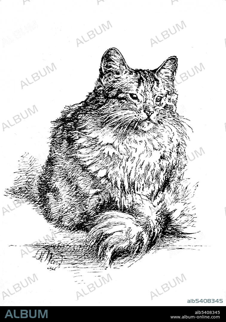 The Turkish Angora (Angora or Ankara cat) is a breed of a domestic cat. Turkish Angoras are one of the ancient, natural breeds of cat, having originated in central Turkey, in the Ankara region. Harrison William Weir (May 5, 1824 - January  31, 1906) was an English gentleman and artist. In 1889, he wrote Our Cats and All About Them describing and illustrating the pedigree varieties of the time.