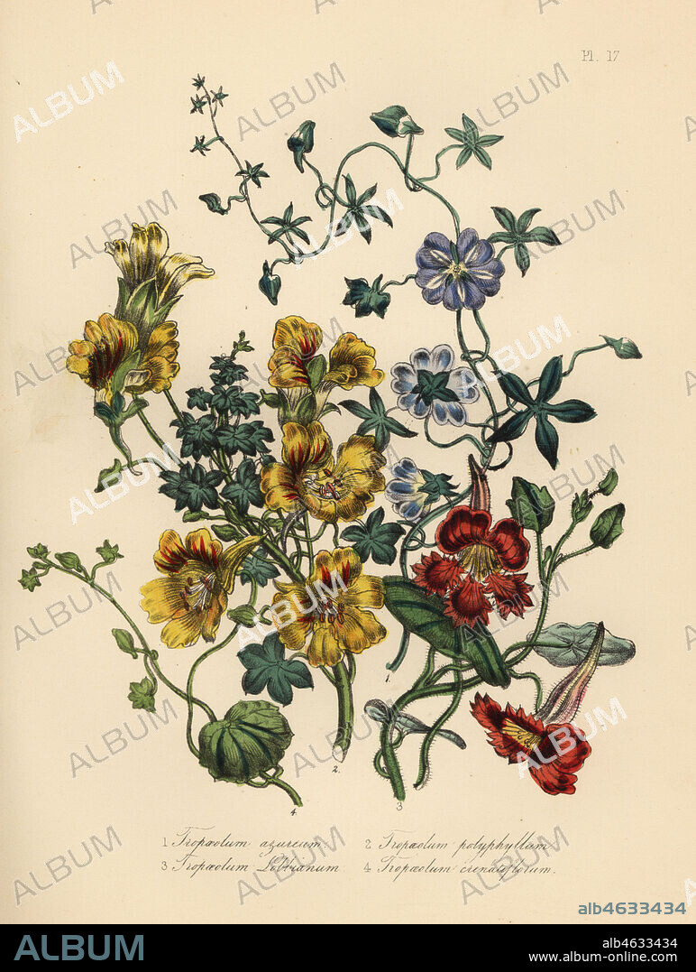 Nasturtium varieties: blue, Tropaeolum azureum, many-leaved, Tropaeolum polyphyllum, Mr. Lobb's, Tropaeolum lobbianum, and notched-flowered, Tropaeolum crenatiflorum. Handfinished chromolithograph by Noel Humphreys after an illustration by Jane Loudon from Mrs. Jane Loudon's Ladies Flower Garden or Ornamental Greenhouse Plants, William S. Orr, London, 1849.