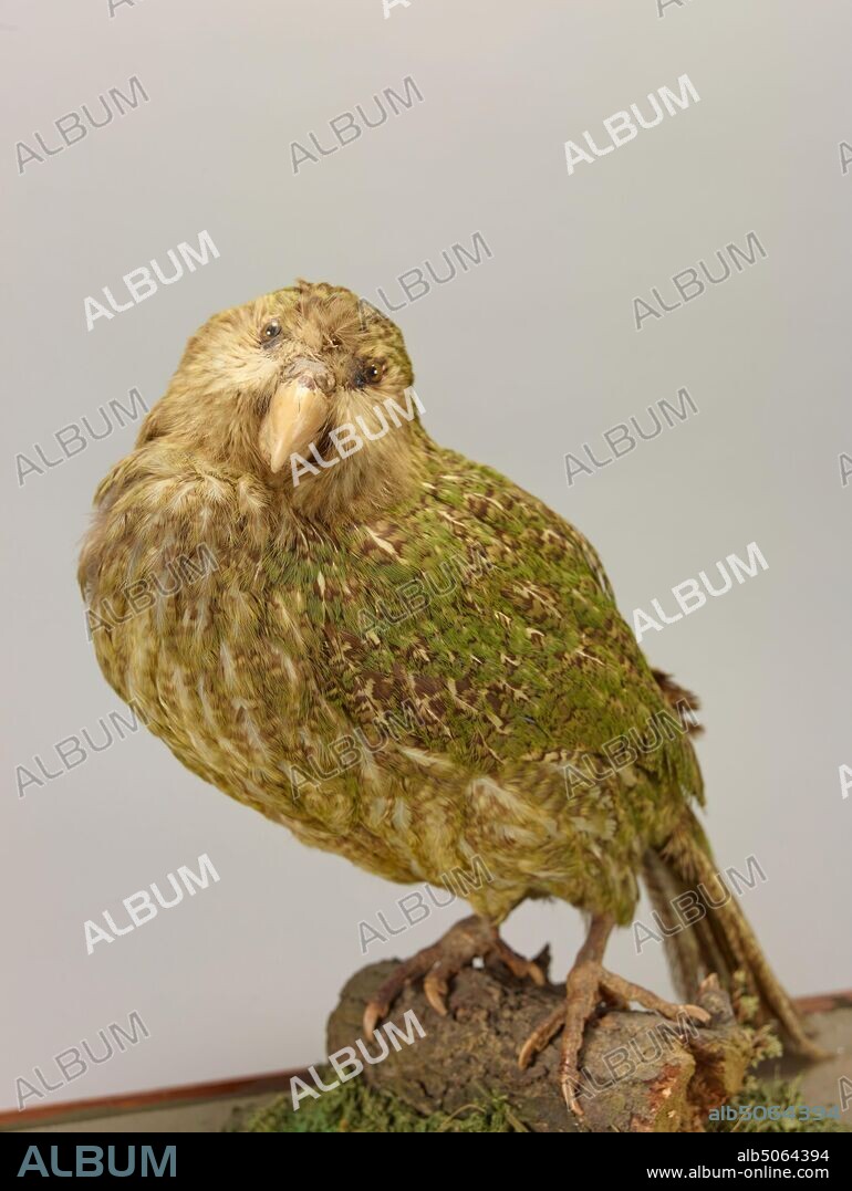 Kakapo, Strigops habroptilus The kakapo or night parrot, also called owl parrot, is a species of large, flightless, nocturnal, ground-dwelling parrot of the super-family Strigopoidea, endemic to New Zealand and is critically endangered., Natural Science, Zoology, Taxidermy, Bird.
