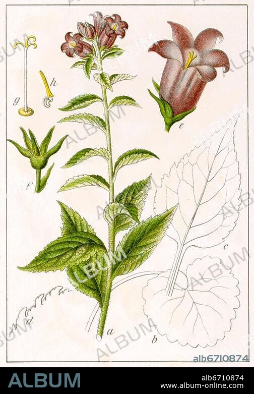Campanula latifolia, Breitblätterige Glockenblume, Campanula latifolia (alte Namen) -- Familie Glockenblumengewächse (Campanulaceae), Breitblättrige Glockenblume, Campanula latifolia L., Campanula latifolia, L., Die Breitblättrige Glockenblume, Campanula latifolia, oder Breitblatt-Glockenblume ist eine Pflanzenart aus der Gattung der Glockenblumen, Campanula, in der Familie der Glockenblumengewächse, Campanulaceae., breitblättrige Wald-Glockenblume, other Syn., Campanula eriocarpa M. Bieb., Campanula macrantha Fisch., Die Glockenblumen, Campanula, sind die größte Pflanzengattung in der Familie der Glockenblumengewächse, Campanulaceae., Campanula latifolia - old Names, Family Campanulaceae, Campanula latifolia L., 1. also giant bellflower, greater bellflower, 1. Campanula latifolia, Giant bellflower, is a species of bellflower., Grows easily even in partial to full shade. Hardy in zone 5. Reseeds. Wait until the seed heads are dark brown and then open them and spread them around. Perennial. Withstands drought quite well., other Syn., Campanula eriocarpa M. Bieb., Campanula macrantha Fisch., Campanula, bellflower, genus includes over 500 species and several subspecies, distributed across the temperate regions of the Northern Hemisphere, with the highest diversity in the Mediterranean region east to the Caucasus.