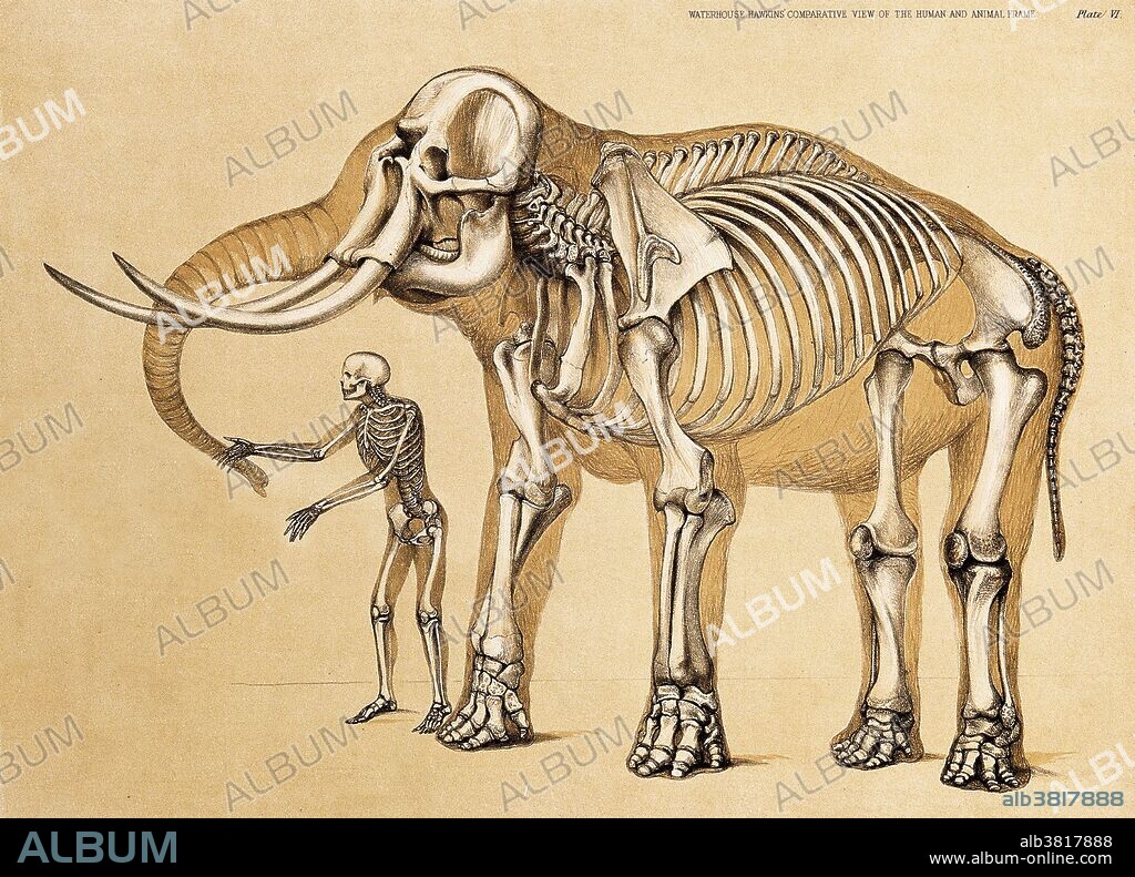 Skeleton of a man and an elephant. Lithograph by B. Waterhouse Hawkins, 1860.