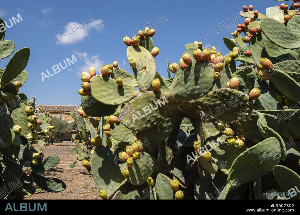 prickly pears with ripe fruits, Son Marrano, Mallorca, Balearic Islands, Spain.