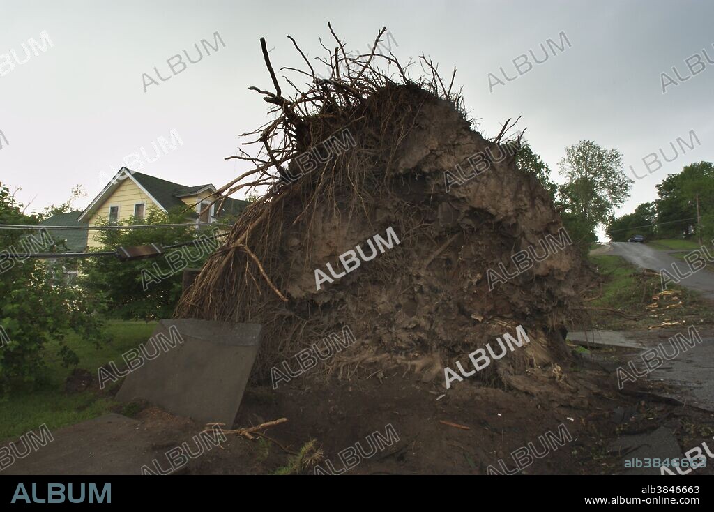 A large tree in Pierce City, Missouri was destroyed by a powerful twister on May 4, 2003. The central United States experienced a record-breaking week of tornadoes from May 4 through May 10, 2003. A preliminary number of 384 tornadoes occurred in 19 states.
