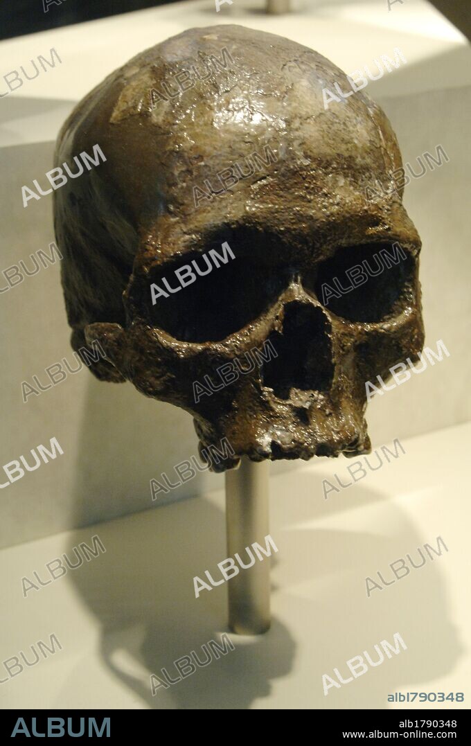 Skull of Homo sapiens. Natural History Museum. London. United Kingdom.