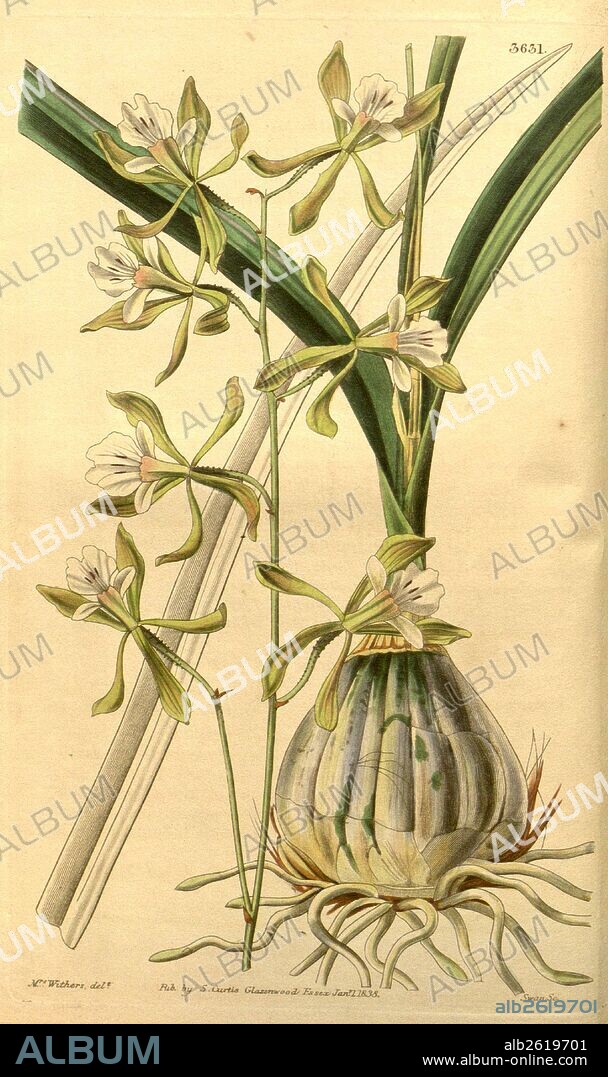 Botanical print by Augusta Innes Withers (née Baker) (1793-1877), an English natural history illustrator or botanical artist. She was 'Flower Painter in Ordinary' to Queen Adelaide and later to Queen Victoria. Augusta Withers was active as a painter from before 1827 to 1865, exhibiting from 1829 till 1846 at the Royal Academy, the Society of British Artists and the New Watercolour Society. From the Liszt Masterpieces of Botanical Illustration Collection, 1838.