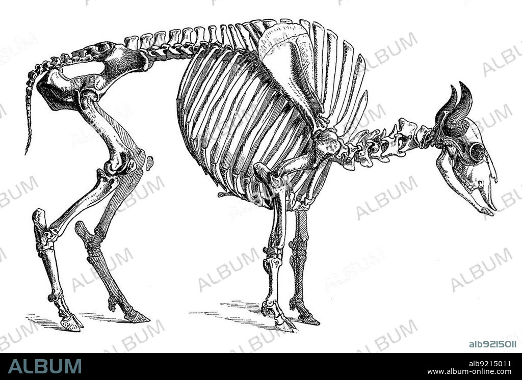 Skeleton of the european bison (Bison bonasus) or European bison, Historical, digitally restored reproduction from an 18th century original.
