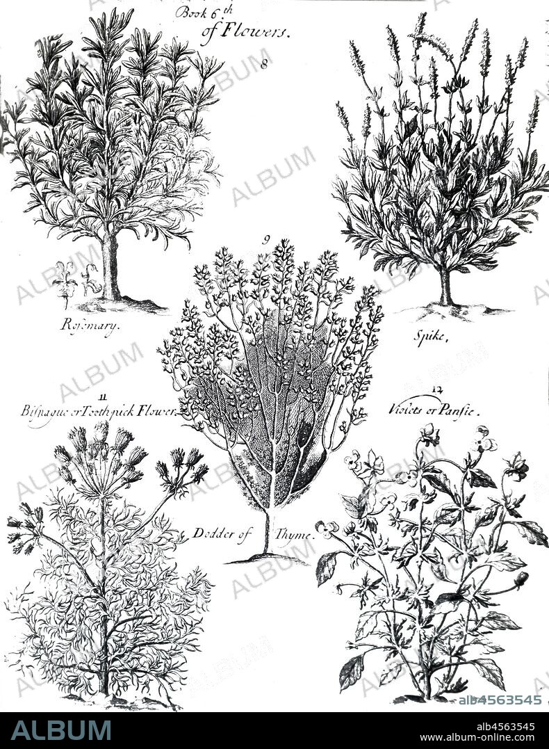 An engraving depicting rosemary: perfume: culinary medicinal uses: gentle stimulant: mild cordial. queen of hungary's water ? sniffed to relieve headache. spike, dodder, toothpick flower ? seed heads used as toothpicks; viola or heart's ease. from p. pomet 'a compleat history of drugs' 1725.