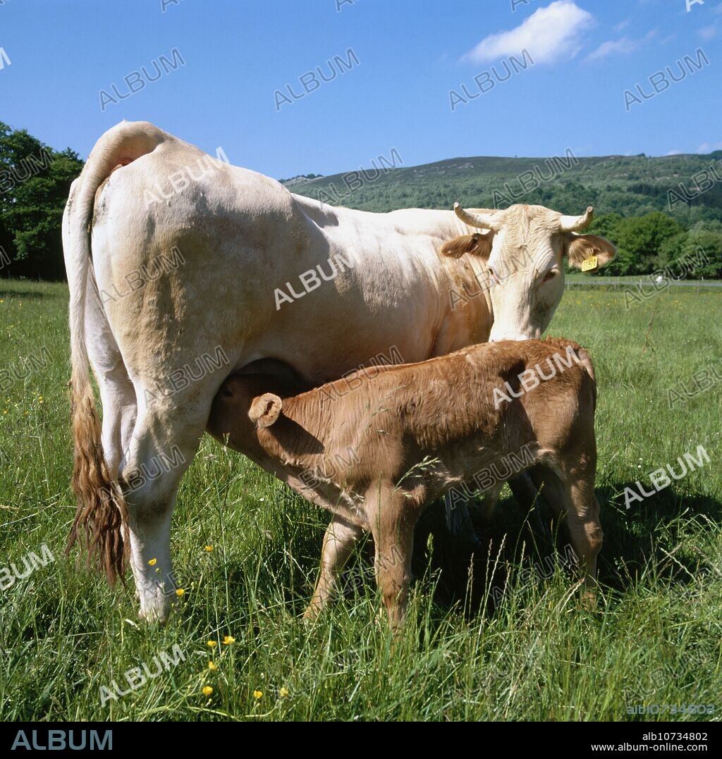 Cattle, Marieta, Álava, Basque Country, Spain.