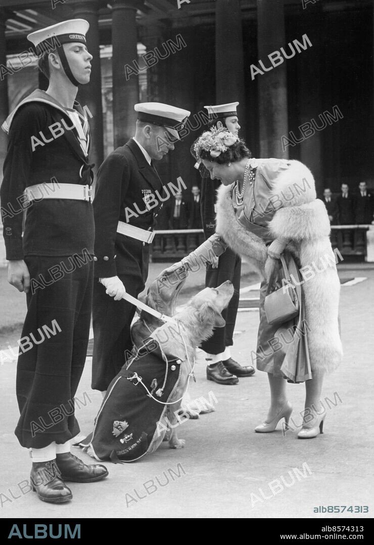 Orig. bildtext... QUEEN MOTHER ATTENDS CEREMONY AT ROYAL NAVAL COLLEGE. DOG MASCOTS OF THE SEA CADETS. The Queen Mother yesterday visited the Royal Naval College Greenwich where she attended the re-dedication of the Chapel, and the opening of the Queen Elizabeth II Ante-room. Picture shows: - The Queen Mother inspects the Guard of Honour and has a word for 'Melody' and 'Glory' (left) mascots of Chief Petty Officer P. Gibbs-Murray. (22nd June 1955). Anm. E Bowes-Lyon, 1900-2002, brittisk drottning 1936-1952 och maka till kung Georg VI, kallad drottningmoder när äldsta dottern tillträdde som drottning Elizabeth II 1952. Kadetter Marinen Befäl Givakt Medaljer Golden retriever Hundtäcken Emblem Nosa Pärlhalsband Örhängen Profiler CD514 persons: ELIZABETH, DROTTNINGMODER sites: LONDON;STORBRITANNIEN.