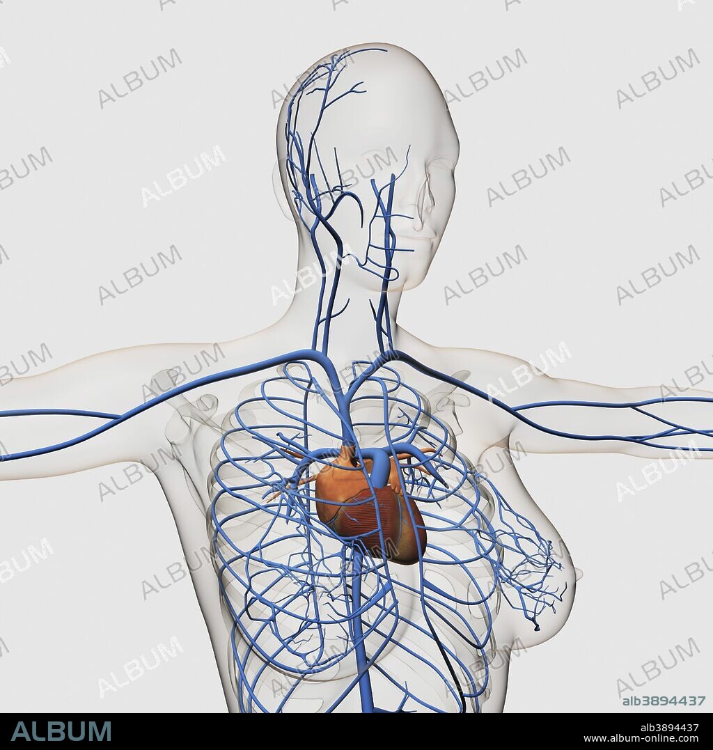 Medical illustration of circulatory system with heart and veins visible. Profile view of female chest area.