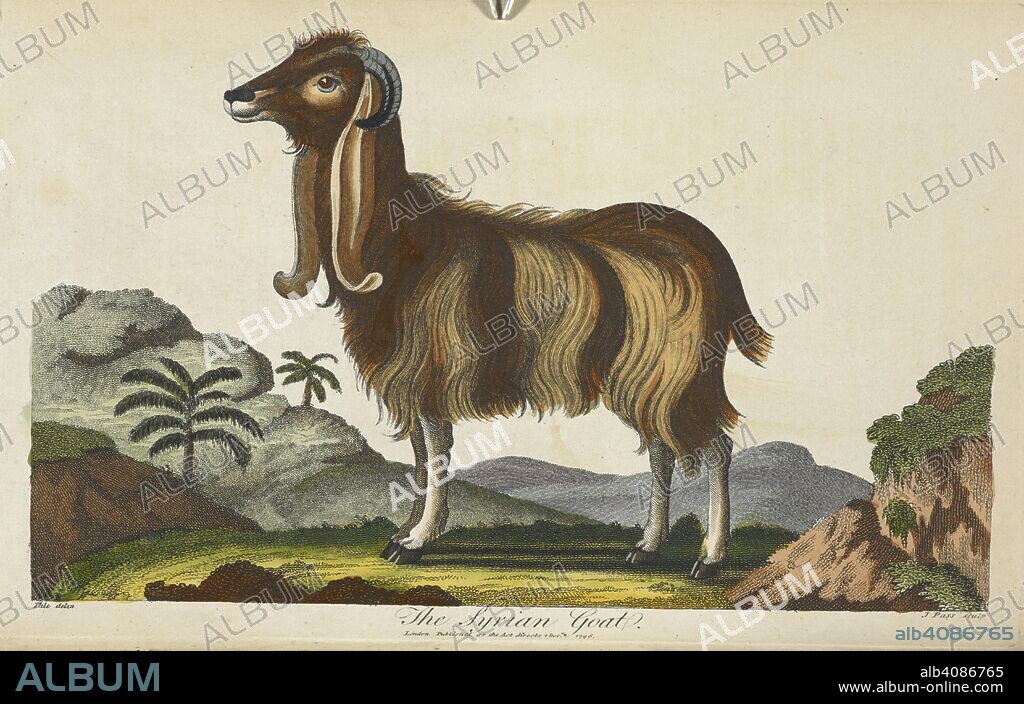 ELIZABETH SIBLY. The Syrian goat. An universal system of natural history including the natural history of man, etc. (Magazine of Natural history ...). London, [1794-1807.]. Source: 1509/871, vol.III, plate opp.p.145. Language: English.
