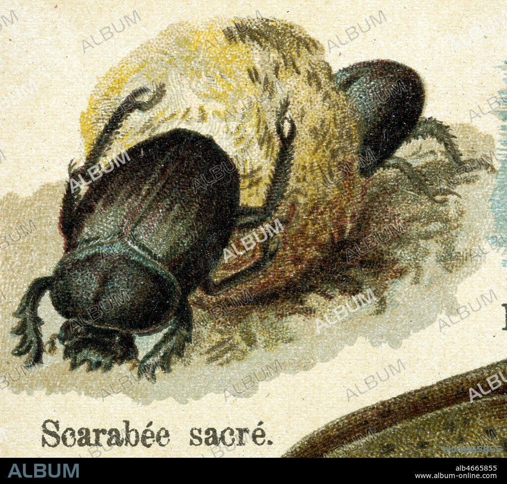 Scarabee sacre (bousier), chromolithographie in Atlas zoologique a l'usage de la jeunesse redige par H. de SAINT SYLVESTRE vers 1875. Credit : Coll. Jonas/KHARBINE-TAPABOR.