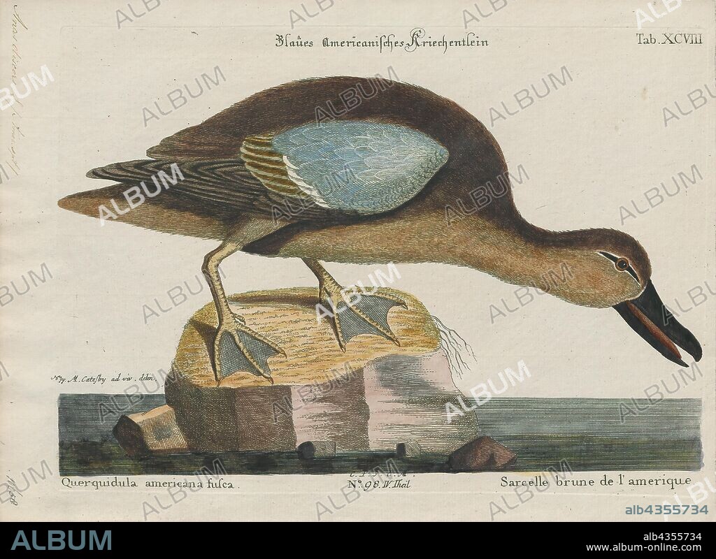 Querquedula discors, Print, The blue-winged teal (Spatula discors) is a species of bird in the duck, goose, and swan family Anatidae. One of the smaller members of the dabbling duck group, it occurs in North America, where it breeds from southern Alaska to Nova Scotia, and south to northern Texas. It winters along the Pacific and Atlantic coasts and south into the Caribbean islands and Central America., 1700-1880.