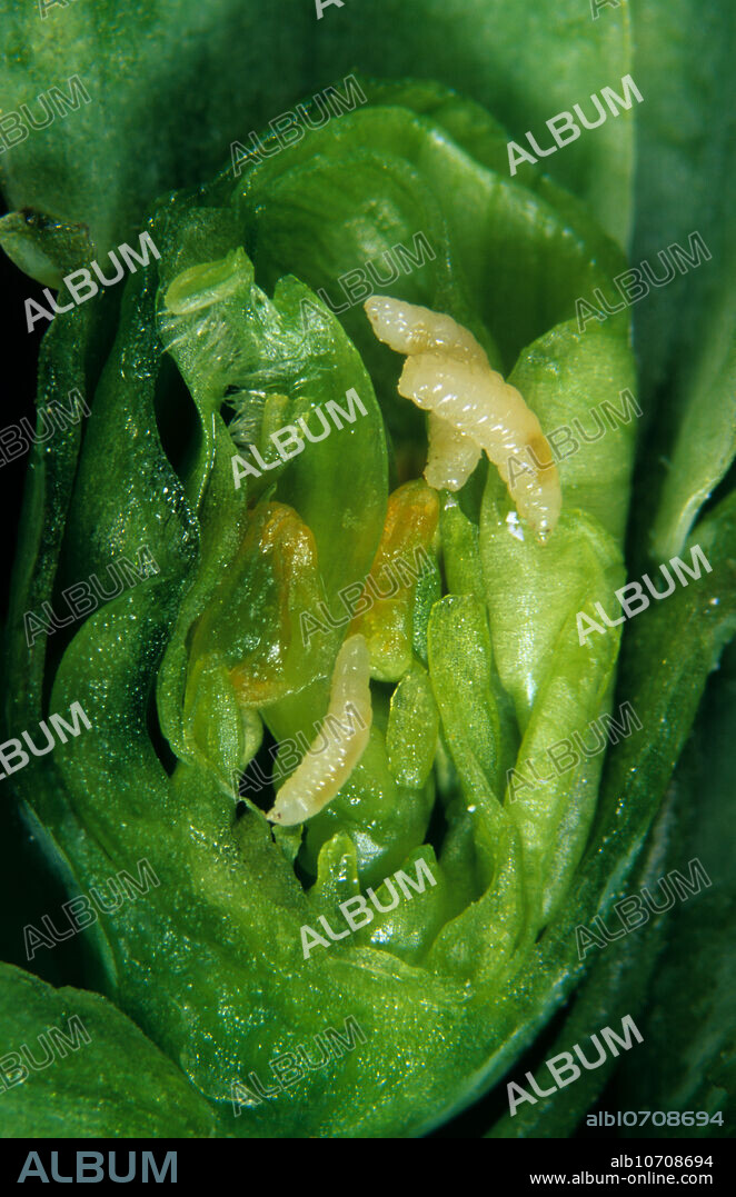 Pea midge (Contarinia pisi) larvae on a pea flower bud.