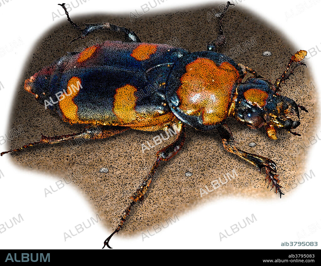 Illustration of the American Burying Beetle (Nicrophorus americanus), a critically endangered species of beetle native to North America.