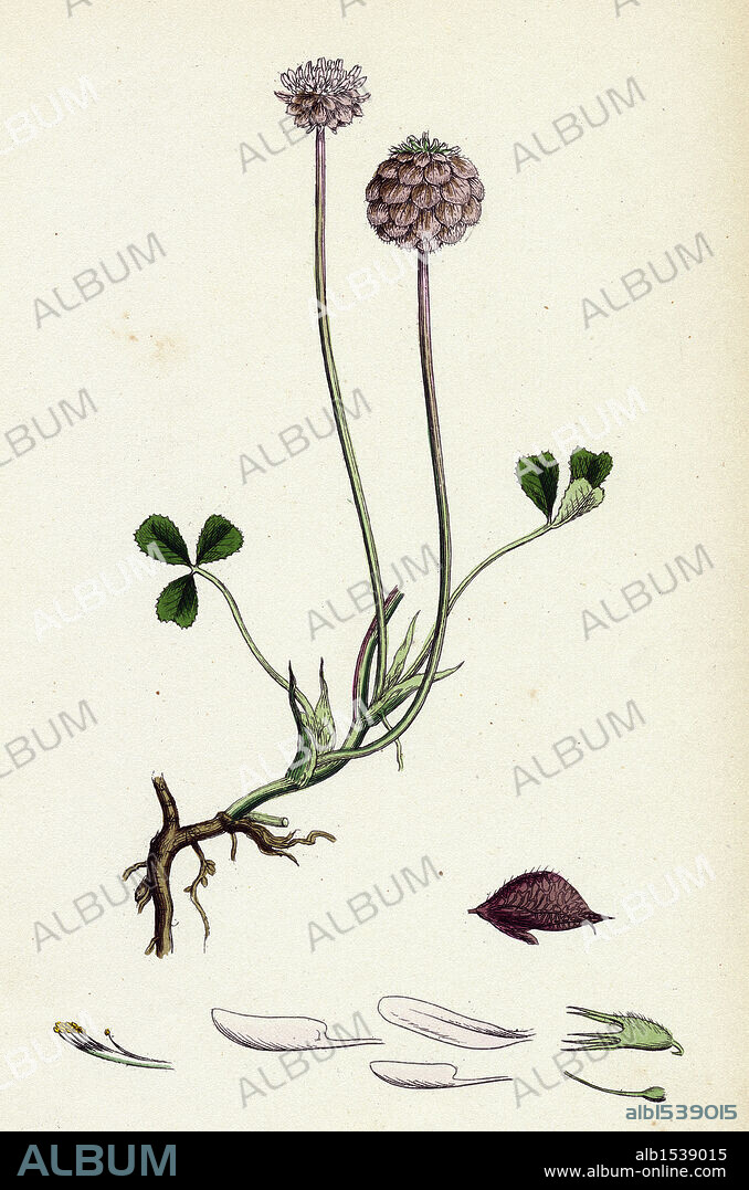 Trifolium fragiferum; Strawberry-headed Trefoil.