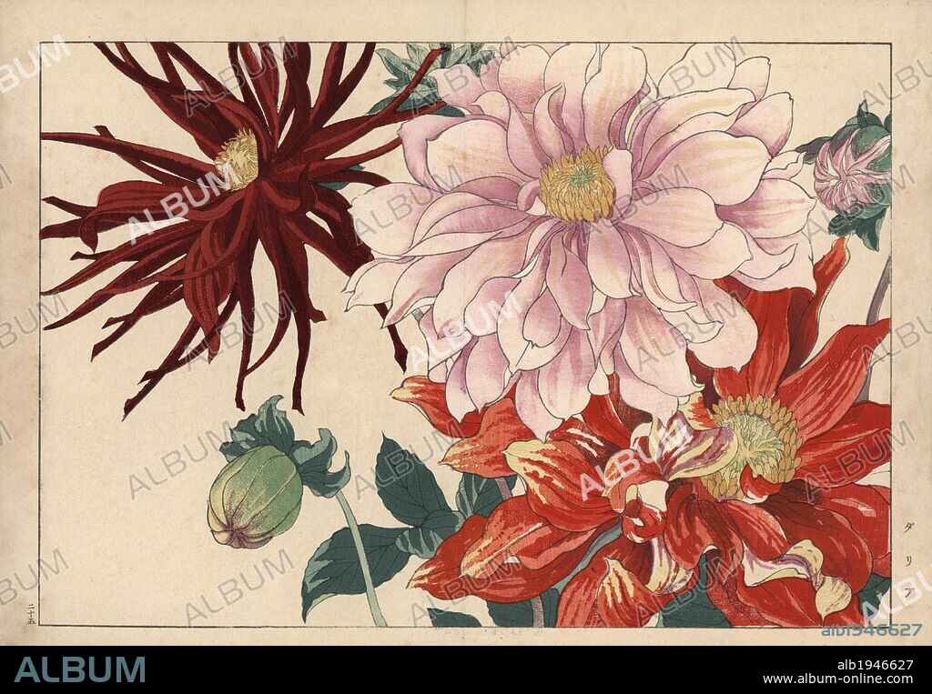 Dahlia varieties. Handcoloured woodblock print from Konan Tanigami's "Seiyou Sokazufu" (Pictorial Album of Western Plants and Flowers: Summer), Unsodo, Kyoto, 1917. Tanigami (1879-1928) depicted 125 varieties of garden plants through the four seasons.