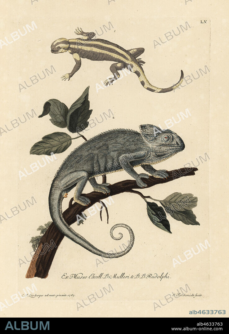 Salamander species and Indian chameleon, Chamaeleo zeylanicus. (Le salmandre, Salamandra, un cameleon de Bengale.) Handcoloured copperplate engraving by after an illustration by from Georg Wolfgang Knorr's Deliciae Naturae Selectae of Kabinet van Zeldzaamheden der Natuur, Blusse and Son, Nuremberg, 1771. Specimens from Wunderkammer or Cabinet of Curiosities owned by P.L. Muller and D. Rudolph.