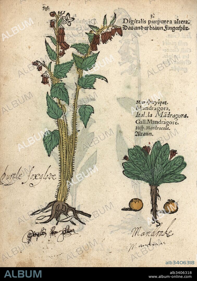 Purple foxglove, Digitalis purpurea altera, and mandrake, Mandragora officinarum. Handcoloured woodblock engraving of a botanical illustration from Adam Lonicer's Krauterbuch, or Herbal, Frankfurt, 1557. This from a 17th century pirate edition or atlas of illustrations only, with captions in Latin, Greek, French, Italian, German, and in English manuscript.