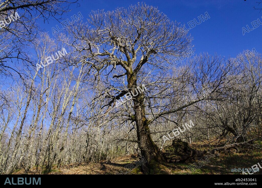 castaños -castanea sativa-, Casas del Castañar, sierra de San Bernabé-valle del Jerte, Cáceres, Extremadura, Spain, europa.