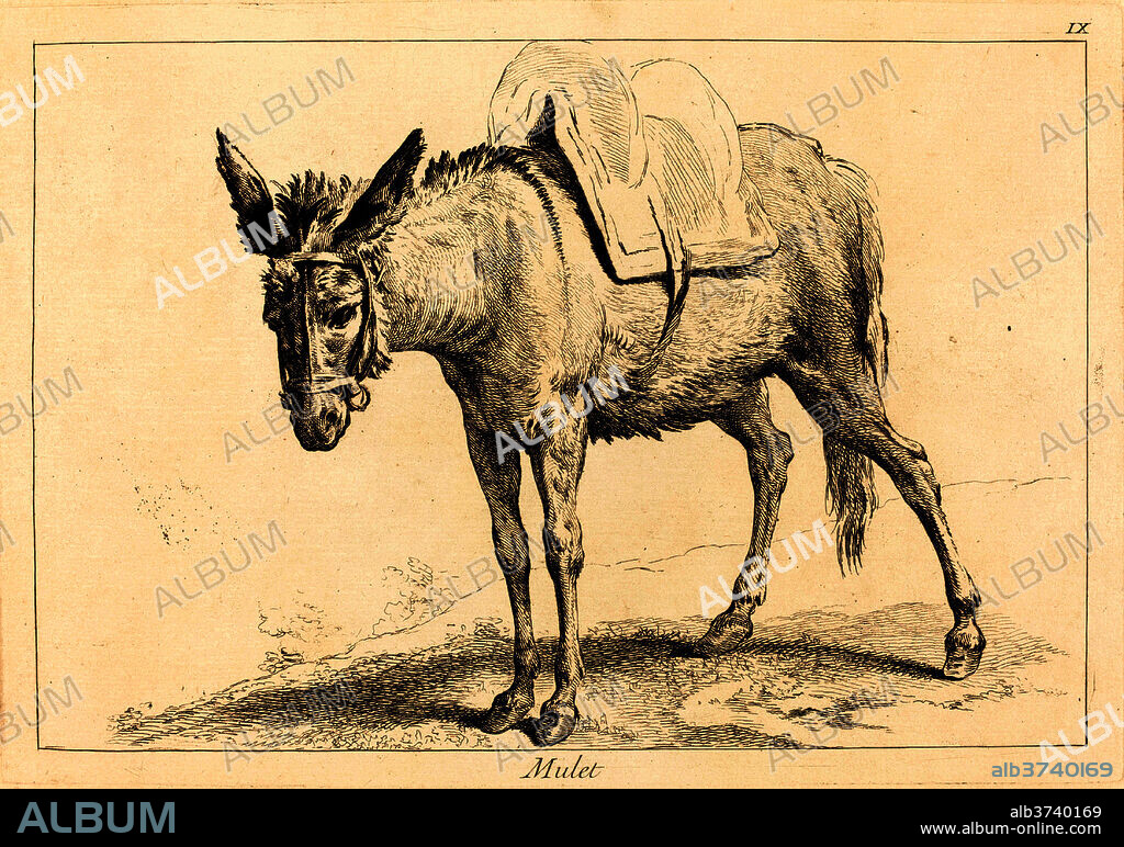 JACQUES-PHILIPPE LE BAS AND JEAN ERIC REHN AFTER JEAN-BAPTISTE OUDRY. Mulet (Mule or Saddled Donkey). Medium: etching finished with burin.