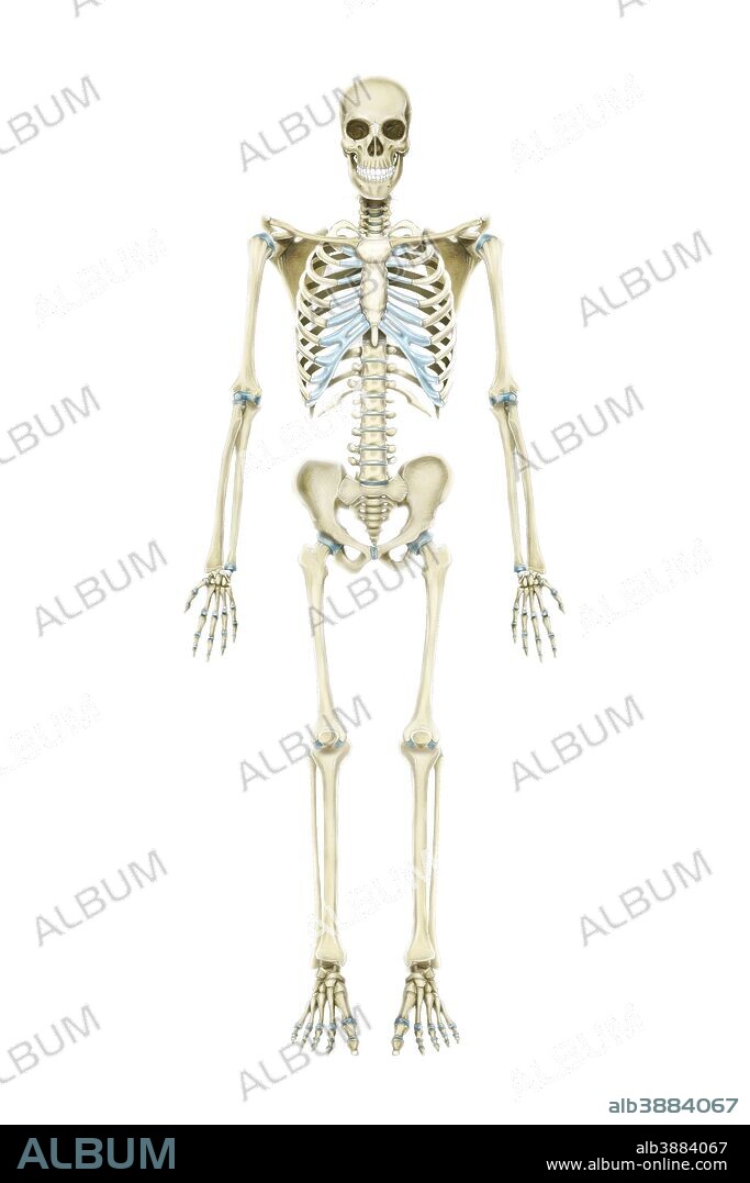 Anterior view of human skeletal system.