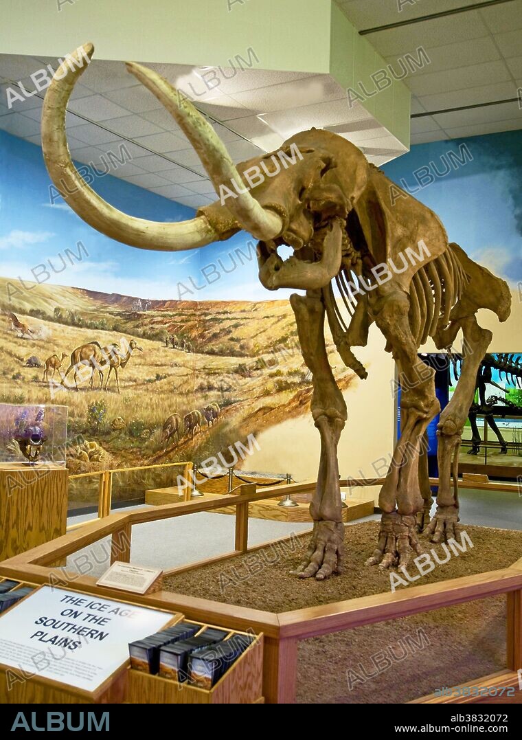 Skeletal cast of a Columbian Mammoth (Mammuthus Columbi), an extinct species of elephant from the Quaternary Period.