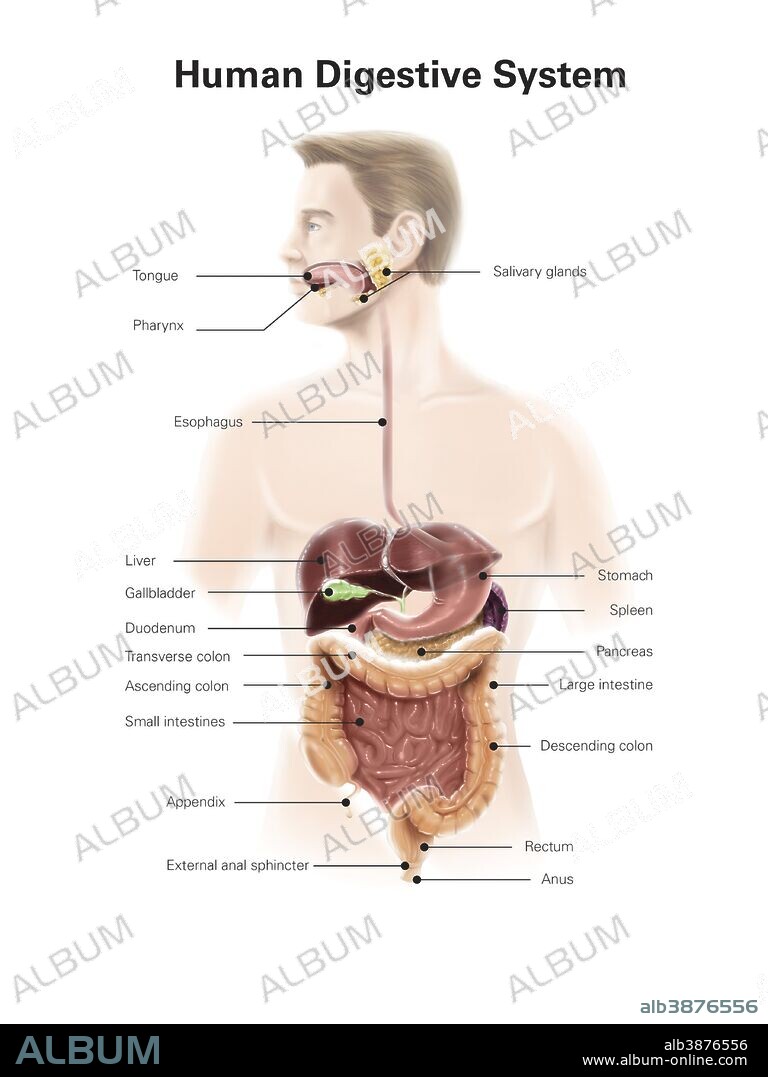 Human digestive system, with labels.