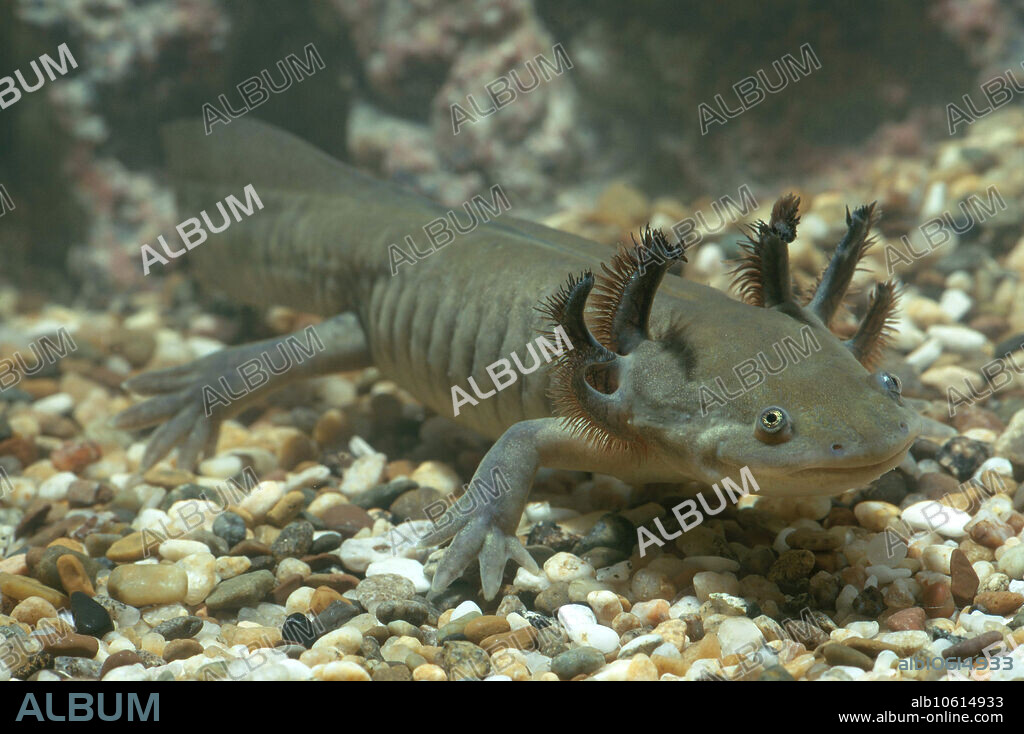 Tiger salamander (Ambystoma tigrinum) larva.