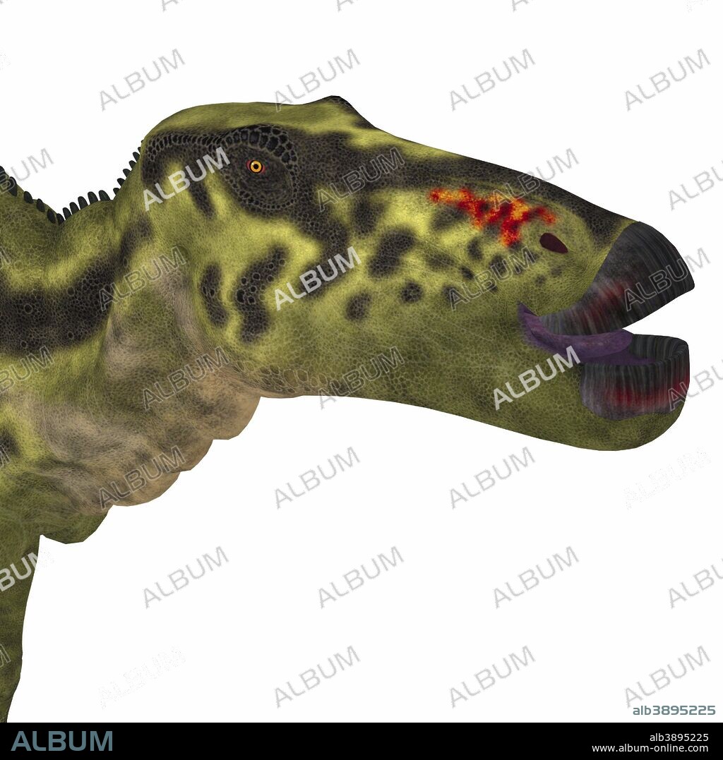 Shantungosaurus dinosaur head. Shantungosaurus was a herbivorous hadrosaur dinosaur that lived in China during the Cretaceous Period.
