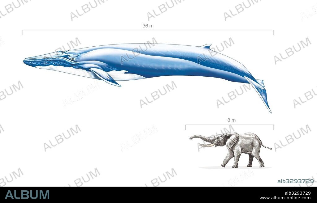 Blue whale and elephant, largest animals in the world. Comparison measures.