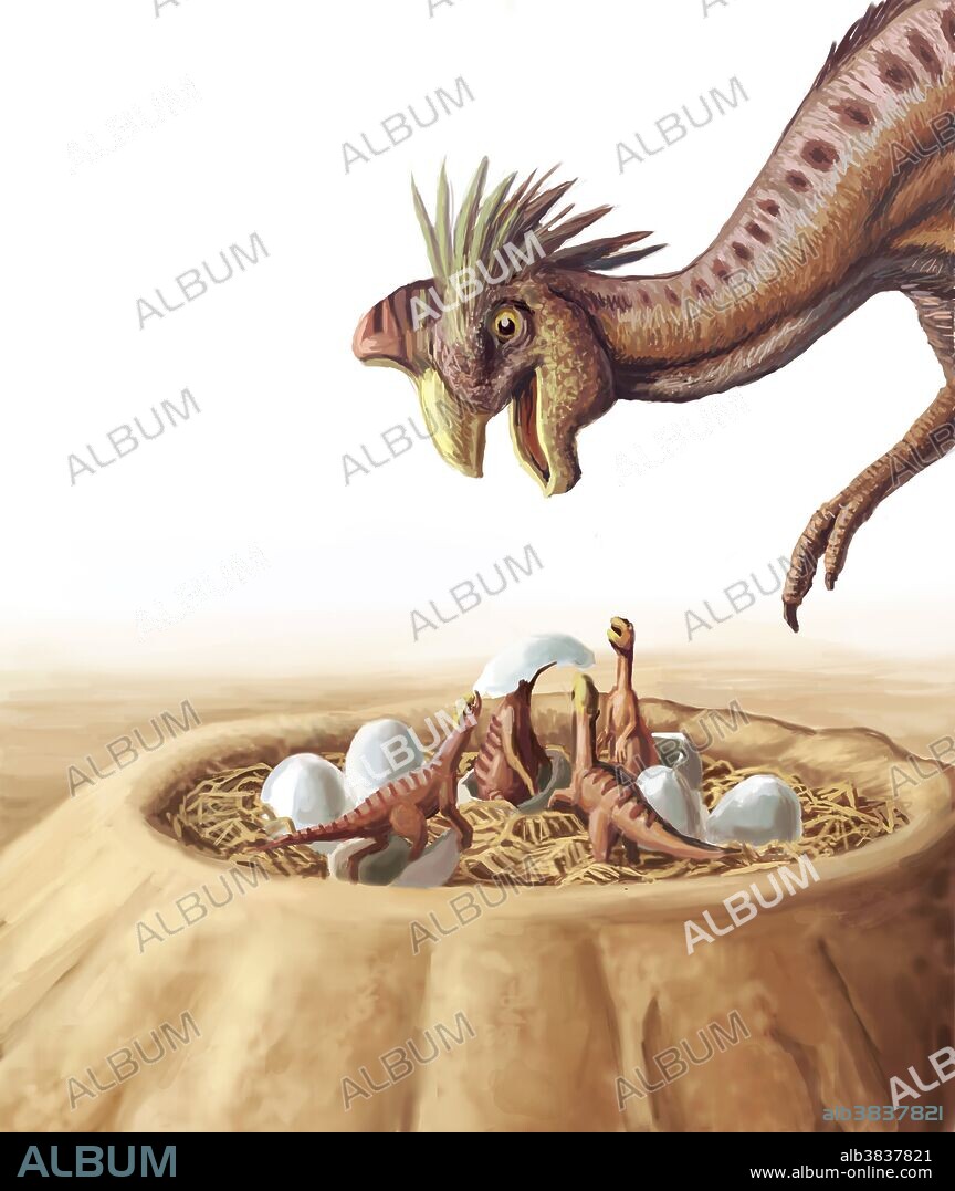 Oviraptor is a genus of small Mongolian theropod dinosaur, who lived in the late Cretaceous period, about 75 million years ago. Its name is Latin for 'egg taker,' referring to the fact that the first fossil specimen was discovered atop a pile of what were thought to be Protoceratops eggs. In the 1990s, the discovery of nesting oviraptorids showed that the eggs in question probably belonged to Oviraptor itself, who was likely brooding its eggs when it died.