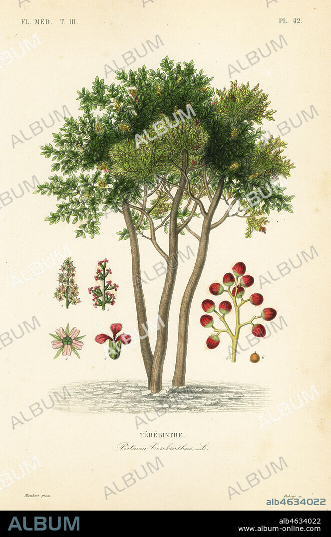 Terebinth or turpentine tree, Pistacia terebinthus, Terebinthe. Handcoloured steel engraving by Debray after a botanical illustration by Edouard Maubert from Pierre Oscar Reveil, A. Dupuis, Fr. Gerard and Francois Herincqs La Regne Vegetal: Flore Medicale, L. Guerin, Paris, 1864-1871.
