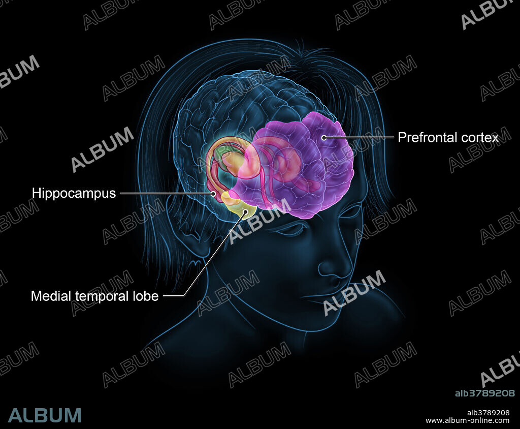 An illustration of the limbic system, structures in the brain which play a role in emotion, behaviour, motivation, long-term memory, and olfaction. The thalamus is highlighted in green, while the hippocampus is highlighted in red. The basal ganglia which includes the caudate nucleus, lenticular nucleus, and amygdala are highlighted in yellow. The prefrontal cortex is highlighted in purple and is involved in planning complex cognitive behaviour, personality expression, decision making, and rule learning. The medial temporal lobe is highlighted in bright yellow and plays a role in long-term memory.