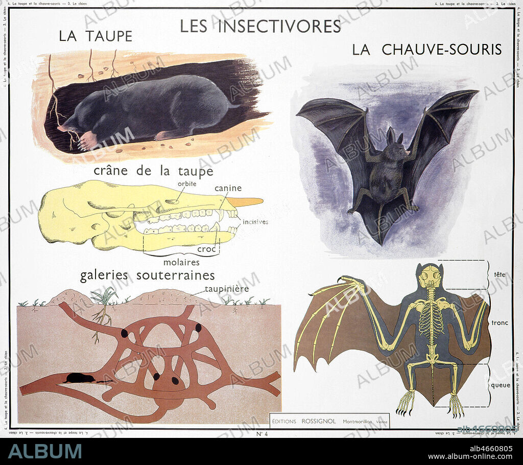 Planche zoologique : 'Les insectivores: la taupe, son crane et ses galeries souterraines et la chauve-souris'. Panneau scolaire edite par Rossignol dans les annees 1950. Credit: Imagerie Rossignol/KHARBINE-TAPABOR.