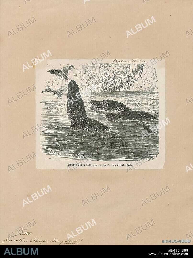 Crocodilus sclerops, Print, The spectacled caiman (Caiman crocodilus), also known as the white caiman, common caiman, and speckled caiman, is a crocodilian in the family Alligatoridae. It is brownish-, greenish-, or yellowish-gray colored and has a spectacle-like ridge between its eyes, which is where its common name come from. It grows to a length of 1.4–2.5 metres (4.6–8.2 ft) and a weight of 7–40 kilograms (15–88 lb), with males being both longer and heavier than females. Its diet varies seasonally, commonly consisting of crabs, fish, mammals, and snails. Breeding occurs from May to August and 14–40 eggs are laid in July and August. This crocodilian has a large range and population, native to much of Latin American and introduced to the United States., 1700-1880.