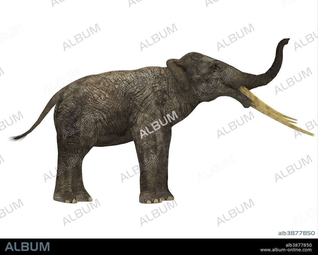Stegotetrabelodon primitive elephant, side profile. Stegotetrabelodon was an elephant that lived during the Miocene and Pliocene Periods of Africa and Eurasia.