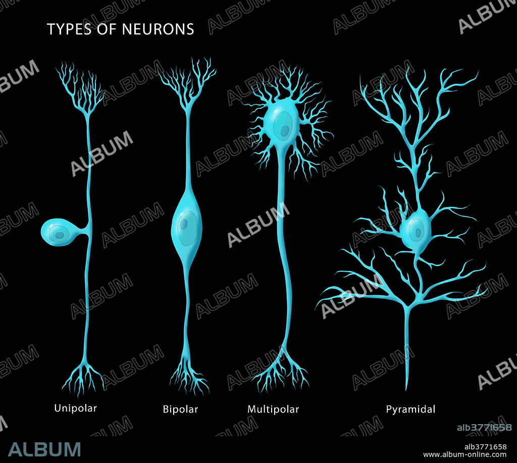 Labelled illustration showing the basic types of neurons, from left to right: unipolar, bipolar, multipolar, and pyramidal.