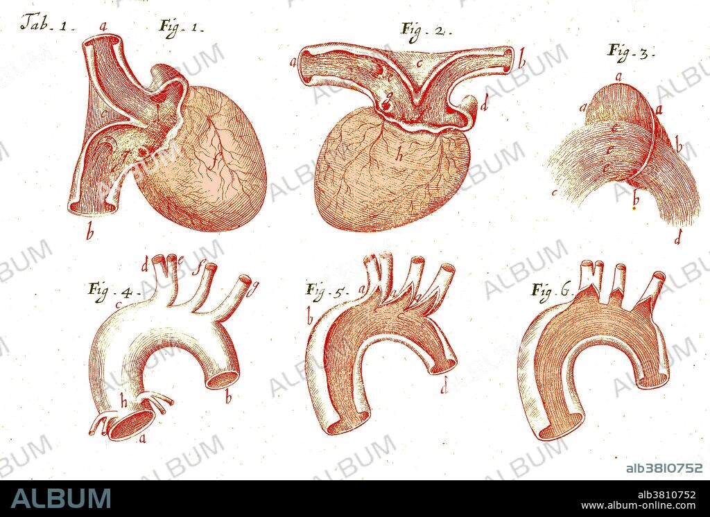 Illustration of heart and aorta. From Tractatus de Corde by Richard Lower, 1669. Richard Lower (1631-1691) was a Cornish physician who heavily influenced the development of medical science. He is most remembered for his works on transfusion and the function of the cardiopulmonary system (Tractatus de Corde).