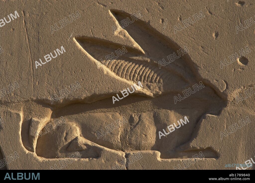 ARTE EGIPCIO. EGIPTO. Relieve de un fonograma JEROGLICO "LIEBRE". Animal sagrado de Unut. En el Período tardio, tenía valor de amuleto. Sus cualidades de rapidez y altos órganos sensoriales eran divinas. TEMPLO DE KARNAK. (Noroeste de Luxor). Egipto.