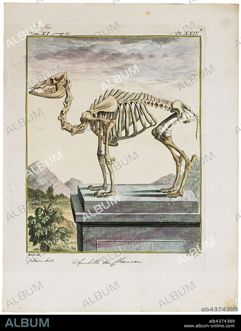 Camelus bactrianus, Print, The Bactrian camel (Camelus bactrianus) is a large, even-toed ungulate native to the steppes of Central Asia. The Bactrian camel has two humps on its back, in contrast to the single-humped dromedary camel. Its population of two million exists mainly in the domesticated form. Their name comes from the ancient historical region of Bactria., skeleton.