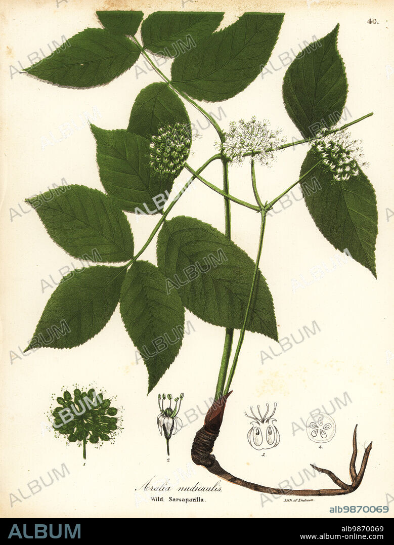 Wild sarsaparilla, Aralia nudicaulis. Handcoloured lithograph by Endicott after a botanical illustration from John Torreys A Flora of the State of New York, Carroll and Cook, Albany, 1843. The plates drawn by John Torrey, Agnes Mitchell, Elizabeth Paoley and Swinton. John Torrey was an American botanist, chemist and physician 1796-1873.