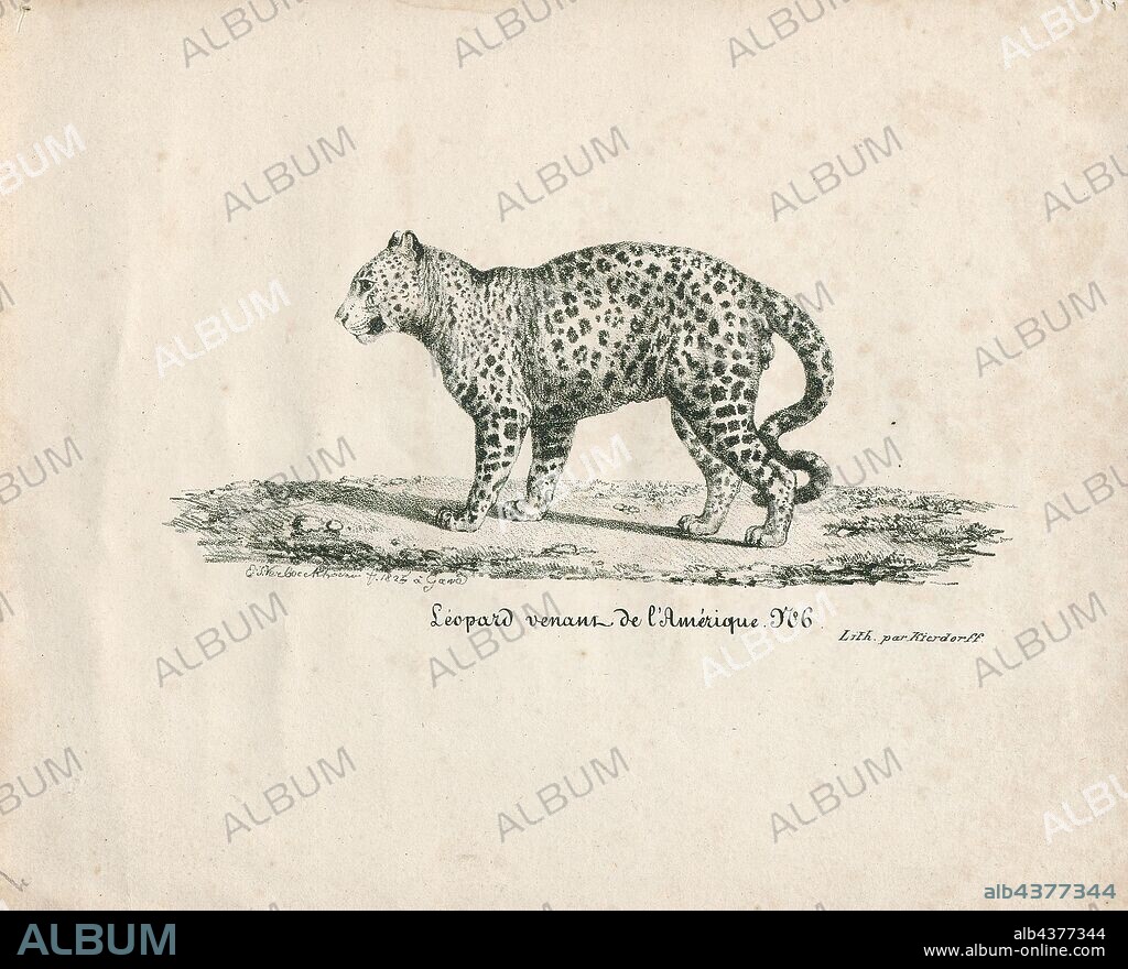 Felis onca, Print, The jaguar (Panthera onca) is a large felid species and the only extant member of the genus Panthera native to the Americas. The jaguar's present range extends from Southwestern United States and Mexico in North America, across much of Central America, and south to Paraguay and northern Argentina in South America. Though there are single cats now living within the Western United States, the species has largely been extirpated from the United States since the early 20th century. It is listed as Near Threatened on the IUCN Red List; and its numbers are declining. Threats include loss and fragmentation of habitat., 1825.