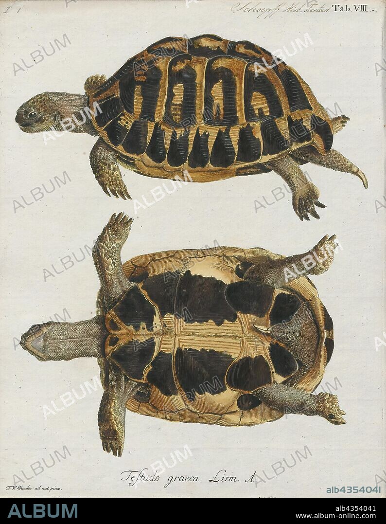 Testudo graeca, Print, The Greek tortoise (Testudo graeca), also known commonly as the spur-thighed tortoise, is a species of tortoise in the family Testudinidae. Testudo graeca is one of five species of Mediterranean tortoises (genera Testudo and Agrionemys). The other four species are Hermann's tortoise (Testudo hermanni), the Egyptian tortoise (Testudo kleinmanni), the marginated tortoise (Testudo marginata), and the Russian tortoise (Agrionemys horsfieldii). The Greek tortoise is a very long-lived animal, achieving a lifespan of upwards of 125 years, with some unverified reports of up to 200 years., 1700-1880.