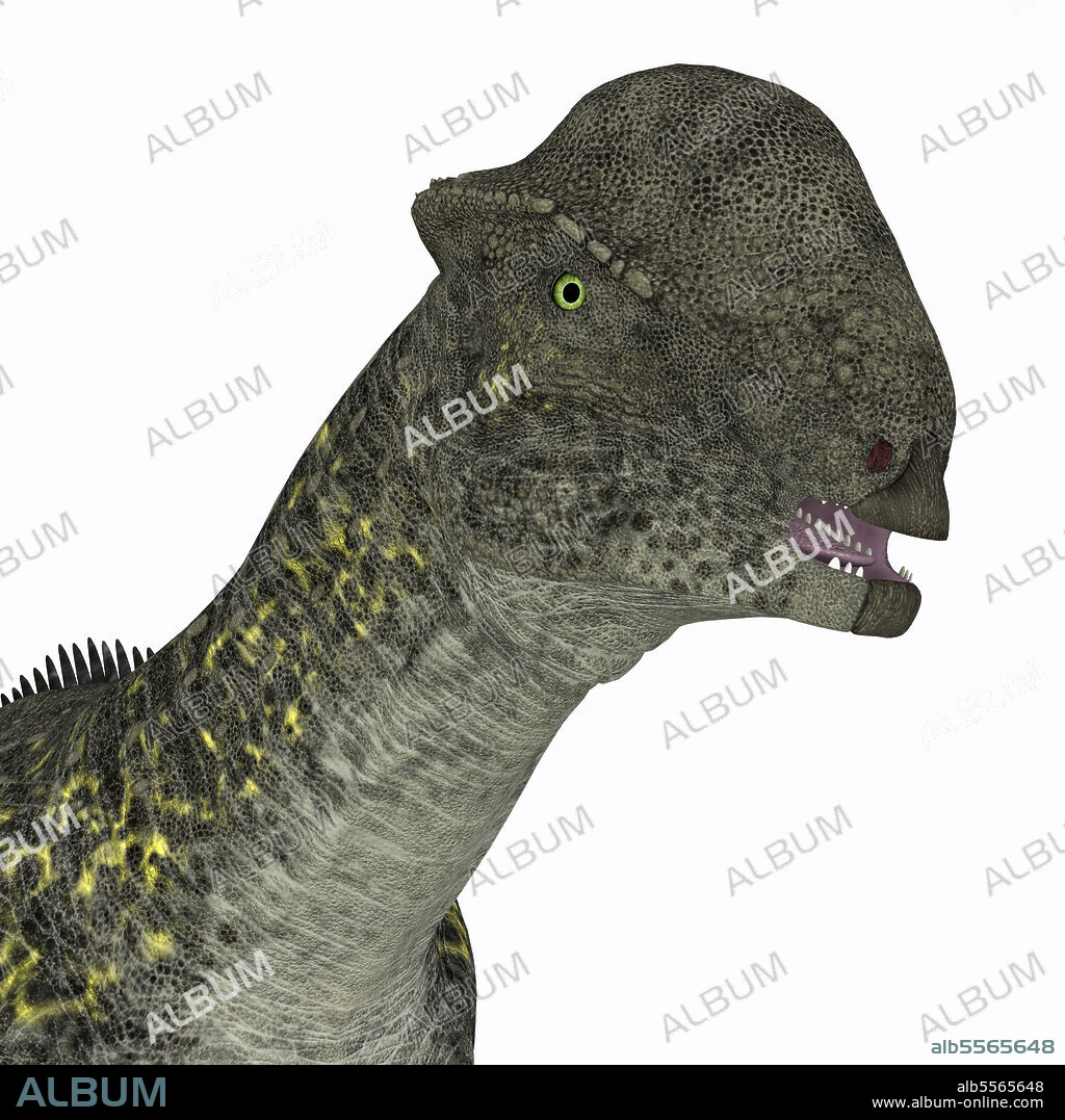 Stegoceras dinosaur portrait. Stegoceras was a herbivorous dome-headed dinosaur that lived in North America during the Cretaceous Period.