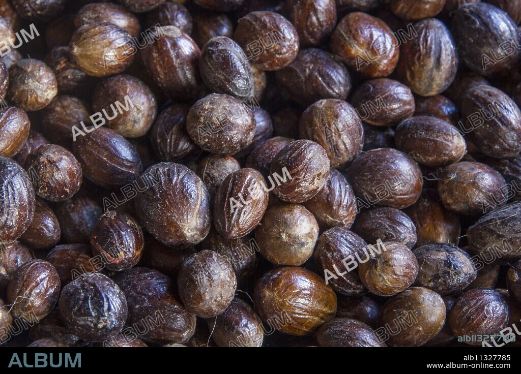 Nutmeg, Dougaldston Estate, Grenada, Windward Islands, West Indies, Caribbean, Central America.
