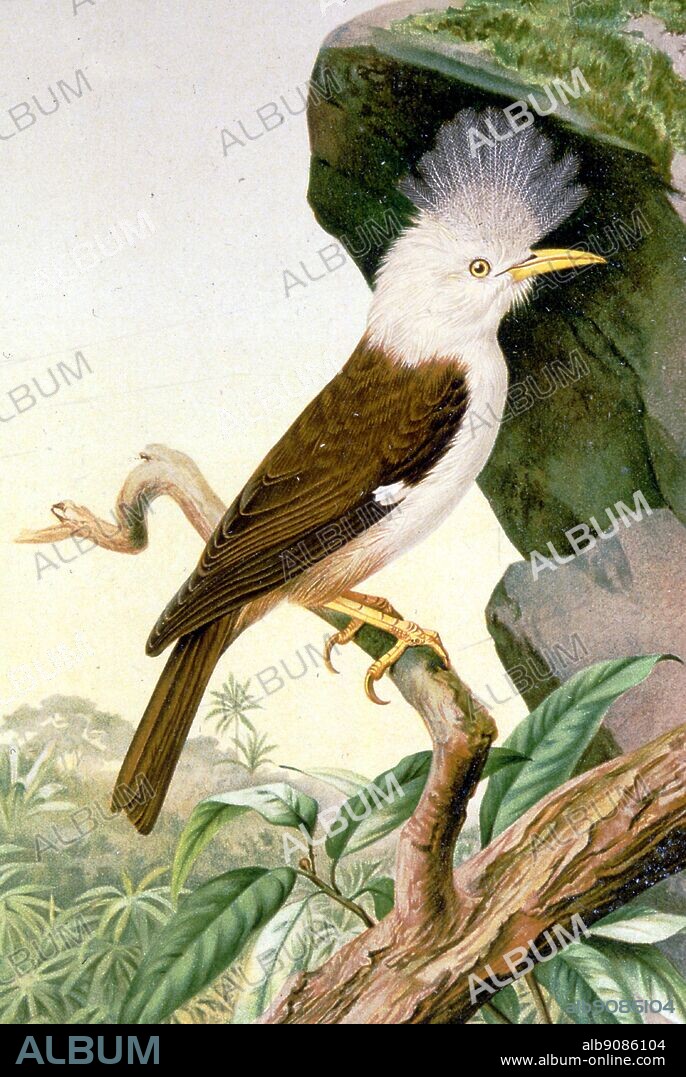 Bourbon Crested Starling. Extinct Birds by Errol Fuller page 226. A study of the world's recently extinct bird species with colour and black and white illustrations.